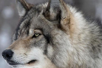 Фотография к новости: Волки нападают на людей в СКО: в полиции сделали заявление