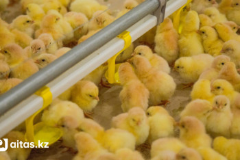 Фотография к новости: Птицефабрику по цене шести Boeing начали строить в Алматинской области