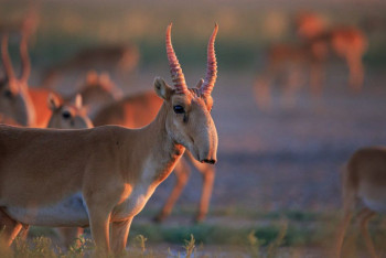 Фотография к новости: Будут ли истреблять сайгаков в 2024 году в Казахстане