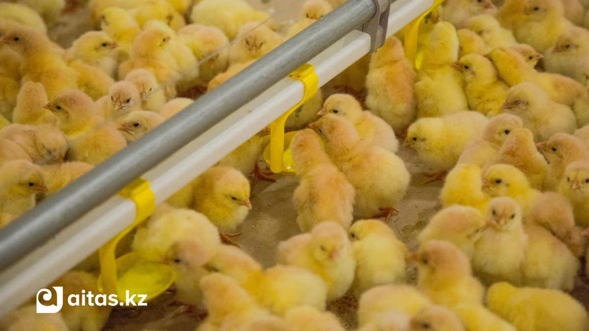 Птицефабрику по цене шести Boeing начали строить в Алматинской области