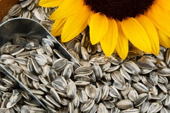 Мажилисмен призвал отменить действие экспортной пошлины на экспорт подсолнечника