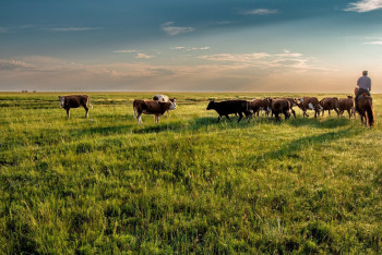Фотография к новости: Общественные пастбища могут появиться в Казахстане
