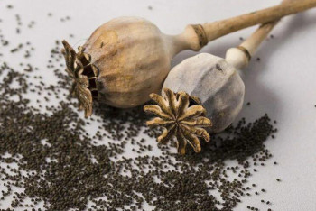 Фотография к новости: Владельцев магазинов осудили за продажу маковых семян в Кокшетау