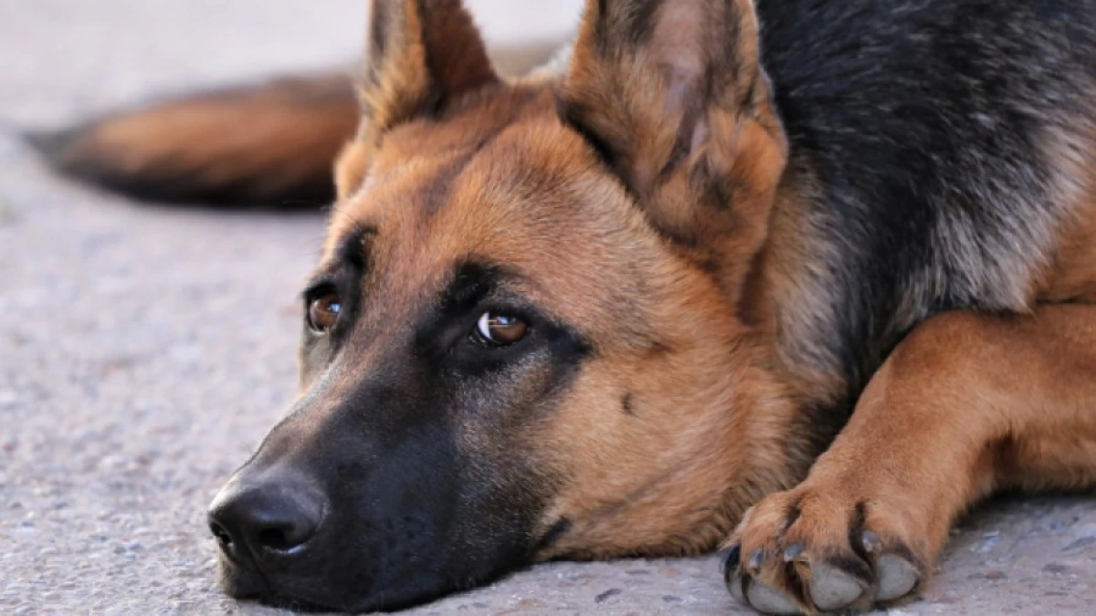 575 преступлений раскрыто с помощью служебных собак в Казахстане