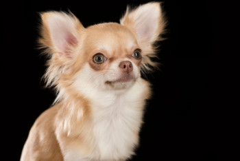 Собака за 2000 евро умерла после укола ветеринара в ЗКО