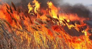 20 гектаров камыша сгорело в Атырауской области