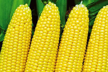 Фотография к новости: Первая партия казахстанской кукурузы прибыла в Ланьчжоу