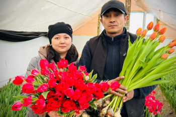 Казахстанец вырастил 30 тысяч тюльпанов к 8 марта