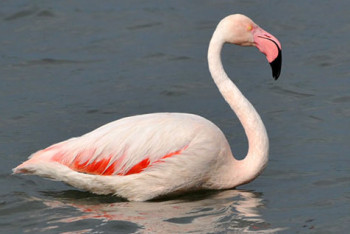 Фламинго вернулись в Мангистау