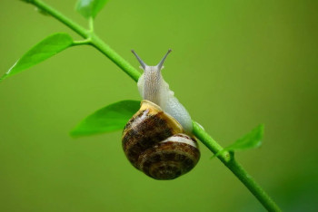 В Казахстане будут выращивать улиток в промышленных масштабах
