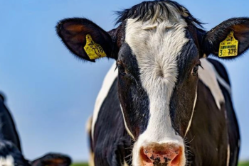 Ветеринарные мероприятия не проводили в ряде сел Костанайской области