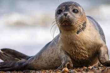Фотография к новости: Минсельхоз планирует выловить из Каспия более 150 тюленей для исследований