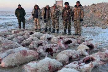 Фотография к новости: Стадо сайгаков застрелили браконьеры в Кызылординской области