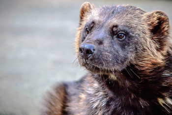 Фотография к новости: Опасный хищник забрёл в одно из сёл ВКО