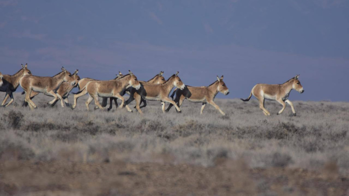 Минэкологии РК