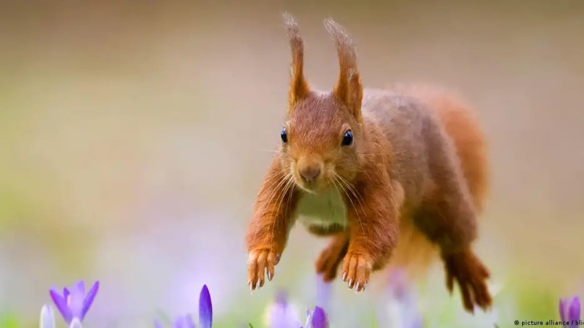 picture alliance / blickwinkel/T. Will