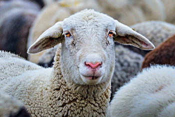 Около сотни скотокрадов задержаны за три дня в Казахстане