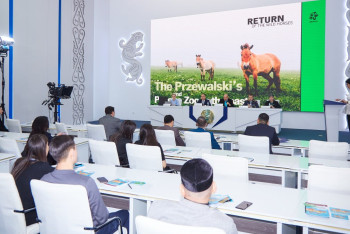 Реинтродукцию лошади Пржевальского планируют осуществлять в Костанайской области