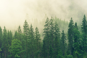 Где в Казахстане меньше всего лесов, посчитали чиновники