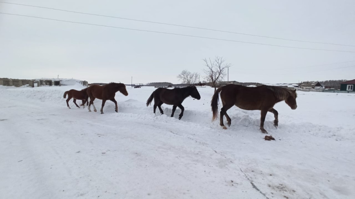 Наталья Волкова.