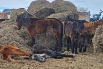 Названа причина массового падежа лошадей в Акмолинской области