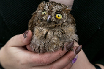 Птицей года 2024 в Казахстане объявлена сплюшка