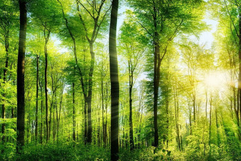 Службу охраны лесов планируют создать в Казахстане