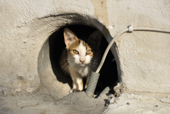 Фотография к новости: Женщина облила кошку уксусом в Павлодаре