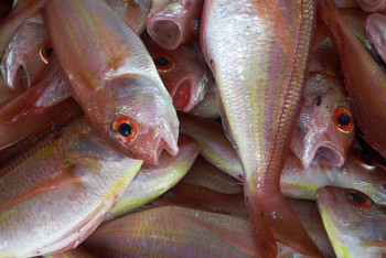 Фотография к новости: Незаконную ловлю рыбы выявили прокуроры в Карагандинской области