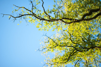 177 деревьев вырубят в Алматы из-за реконструкции теплосетей