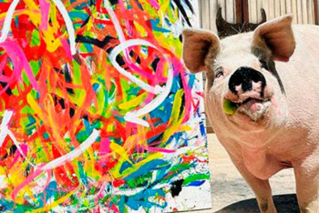 Умерла популярная свинья-художница Пигкассо