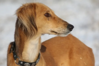 Смотр чистокровных собак породы тазы пройдёт в Уральске