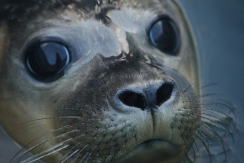 Каспийскому тюленю посвятили фильм