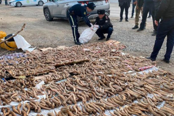 Фотография к новости: Рога сайги на 3,5 млрд тенге изъяли у жителей области Жетысу