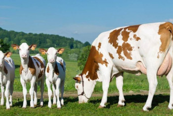 В Казахстане стартовал проект по повышению продуктивности КРС