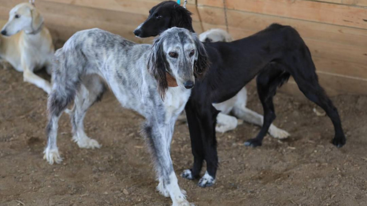 Пресс-служба акимата Актюбинской области