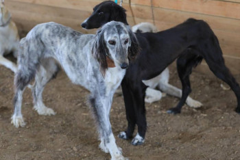 В Актобе прошла выставка тазы