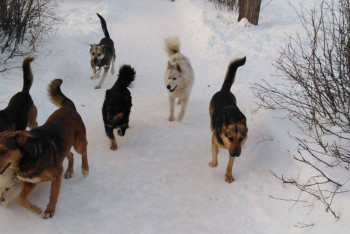 Фотография к новости: Стаи бродячих собак держат в страхе жителей города в Костанайской области