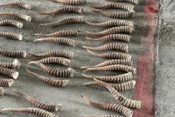 Фотография к новости: Рога сайги пытались незаконно вывезти из Казахстана в Китай