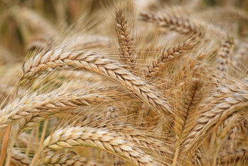 Казахстан введёт запрет на ввоз пшеницы всеми видами транспорта