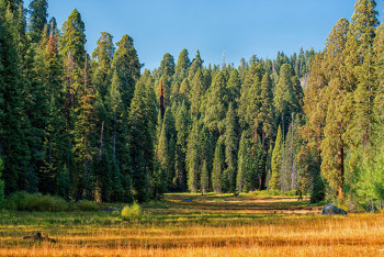 Казахстан создал генетический банк семян лесных растений