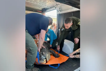 Фотография к новости: Огромного аллигатора отобрали власти у жителя Нью-Йорка