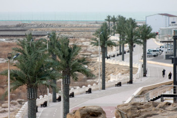 На набережной Актау "завяли" пальмы