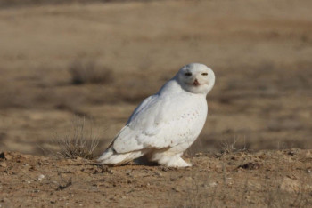 Фотография к новости: Белую сову впервые встретили в природном парке в Мангистау