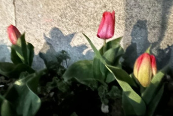 Первые тюльпаны расцвели в Шымкенте