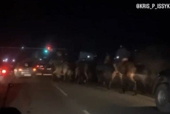 Участников кокпара на дороге накажут в Алматинской области