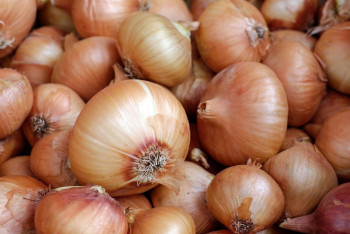 Жамбылские фермеры бесплатно раздают лук, чтобы не обанкротиться