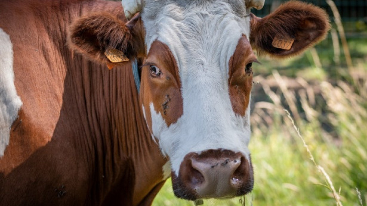 publicdomainpictures.net