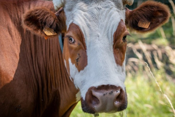 Фиктивные ветсправки выдавал предприниматель в Атбасаре