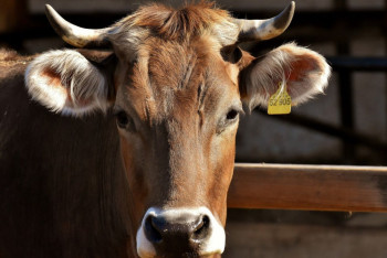 Фотография к новости: Бруцеллёз у скота выявили в СКО
